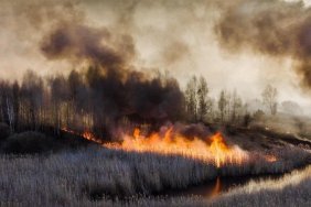 There was a forest fire near the Chernobyl zone