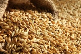 ЄС готується запровадити мита на імпорт зерна з Росії та Білорусі
